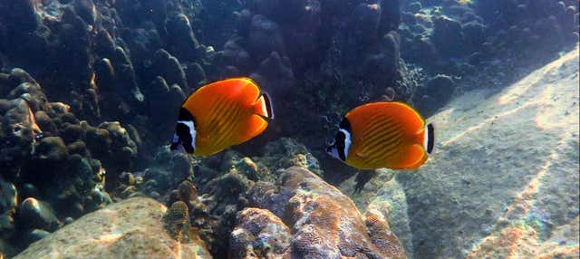 Koh Tao Snorkeling