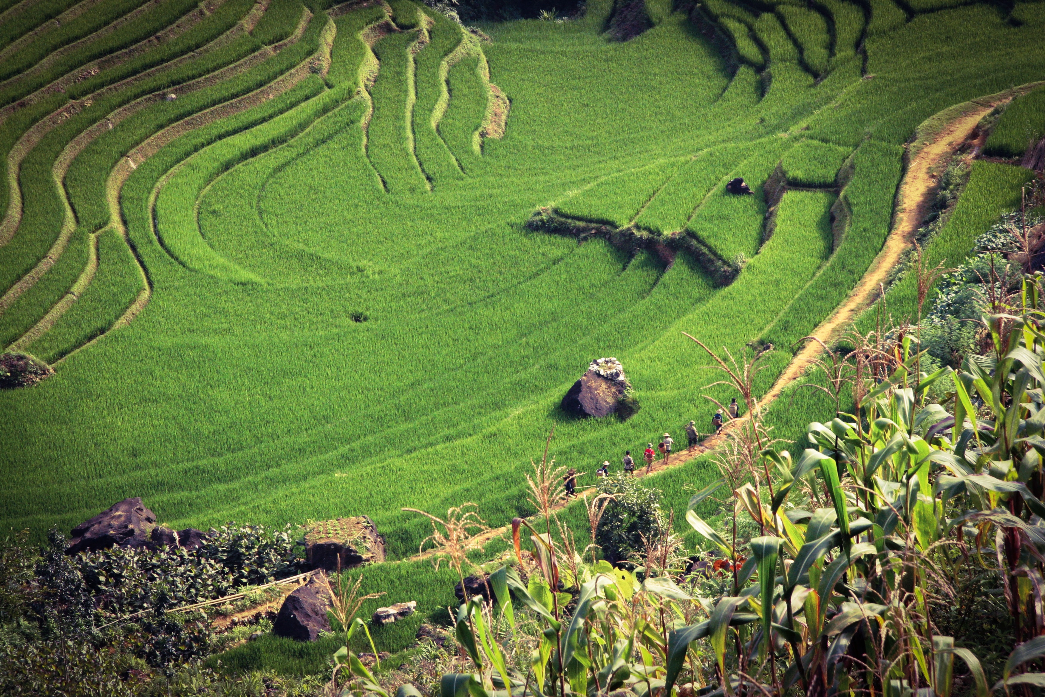 Tour por Halong Bay y Sapa